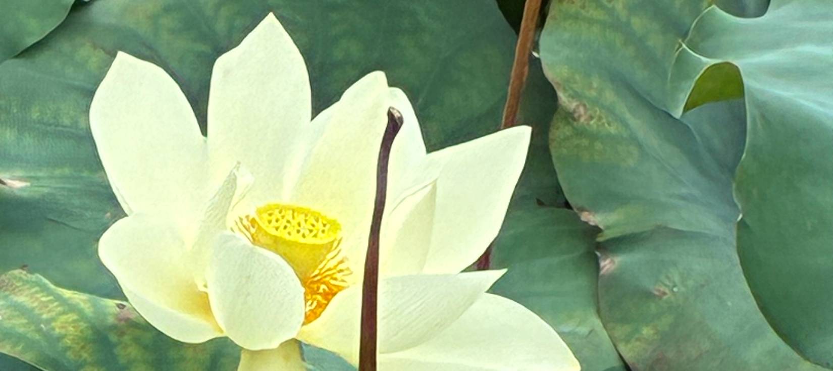 l01